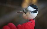 Chickadee On A Glove_10050